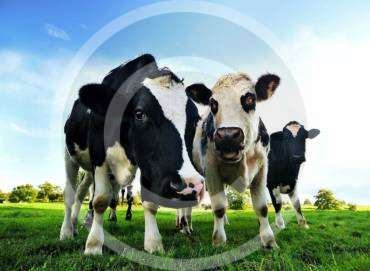 Dairy Nutrition and Profitability Optimization