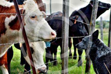 Safe Environment for Farm Cows